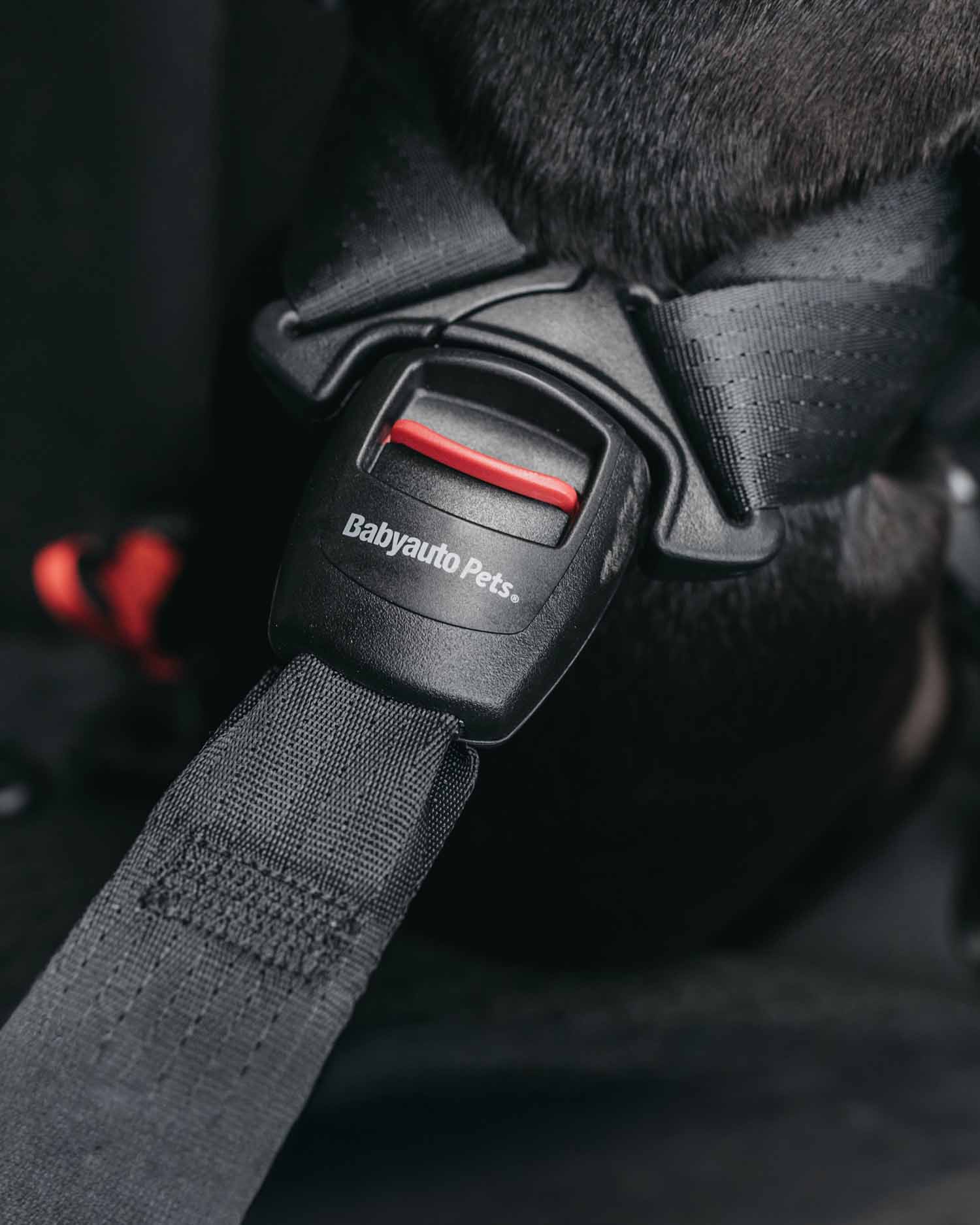 🐶 Cómo elegir el mejor arnés de coche para tu perro (sin caer en promesas vacías)