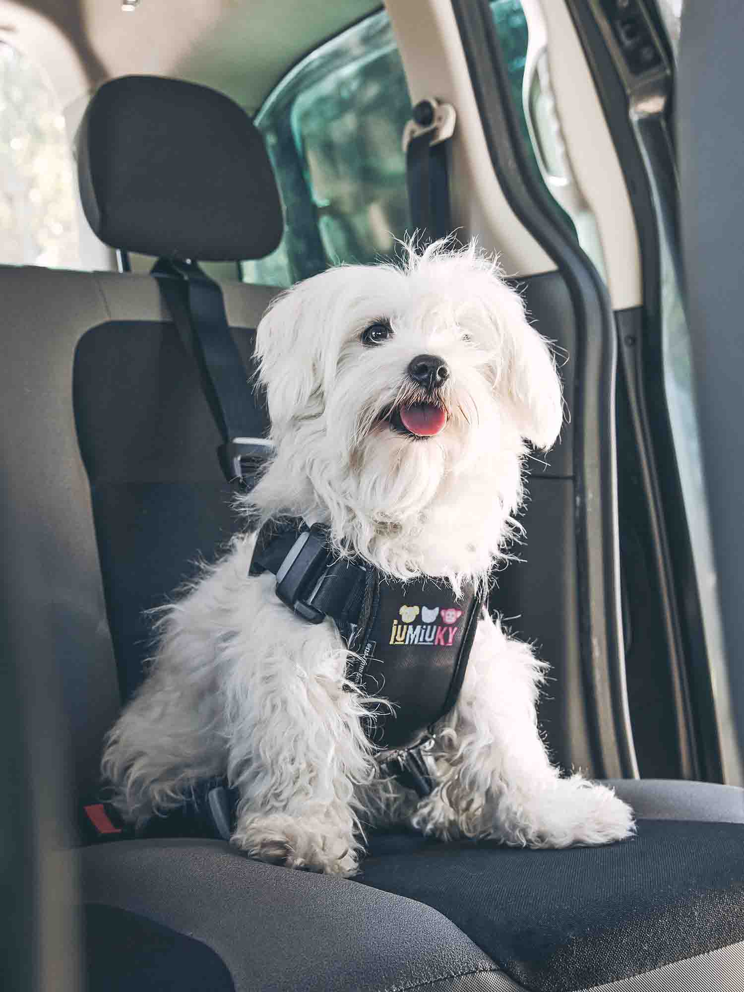 Perro pequeño viajando en coche con arnés de seguridad marca Iumiuky