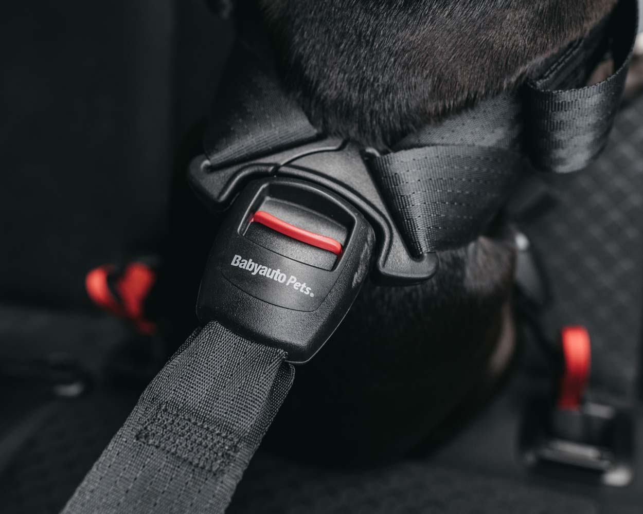 Detalle de hebilla de seguridad de arnés para perros coche