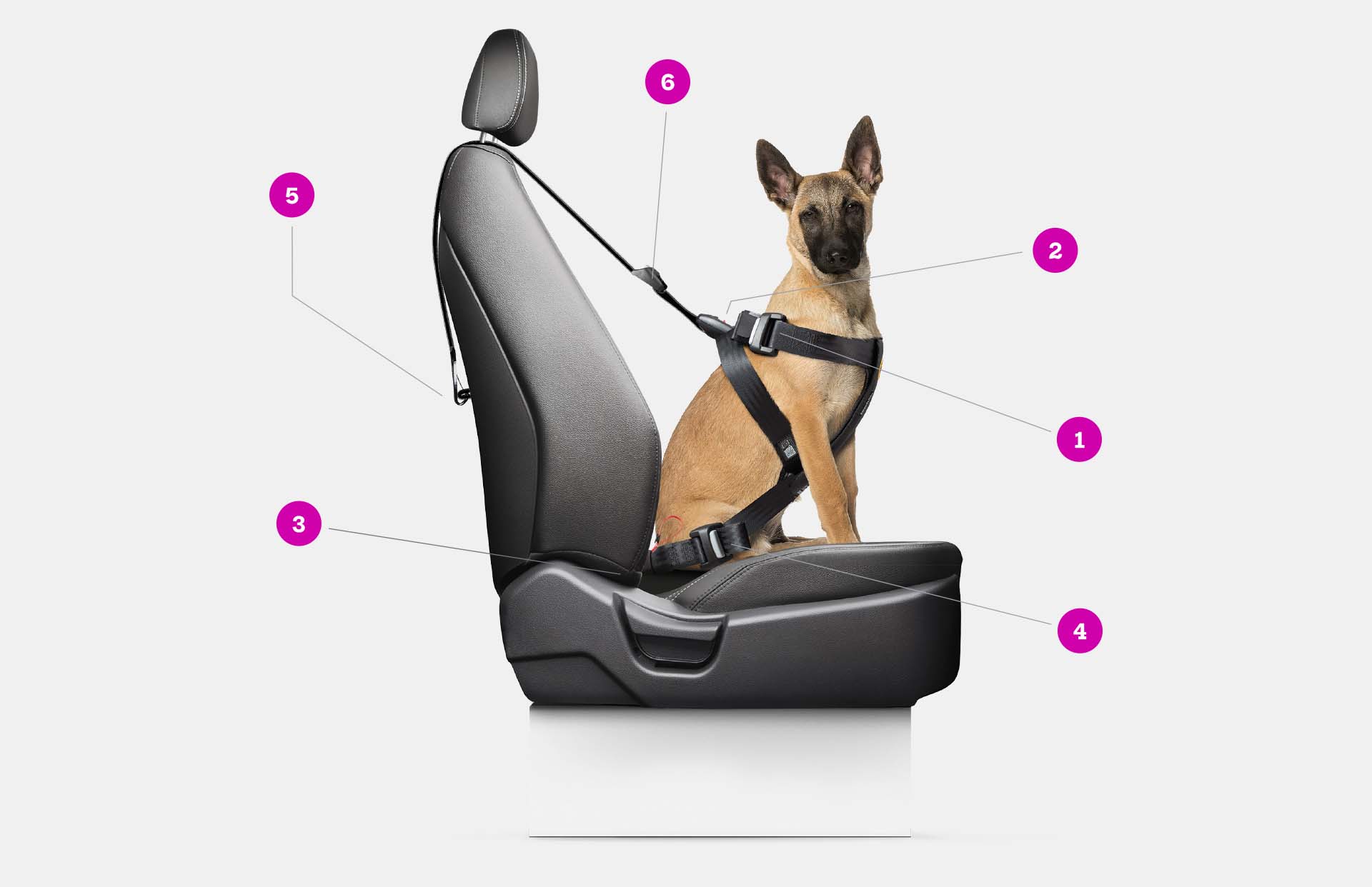 Perro portando arnés de coche Iumiuky | arnés de seguridad con isofix y top tether