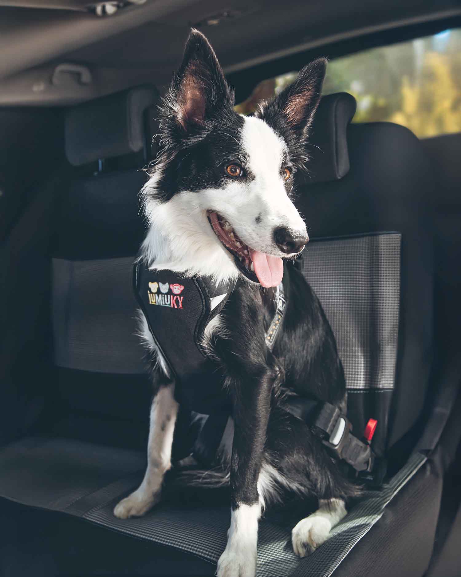 Perro con arnés de coche para perros medianos Iumiuky Travel fix | Arnés seguridad auto