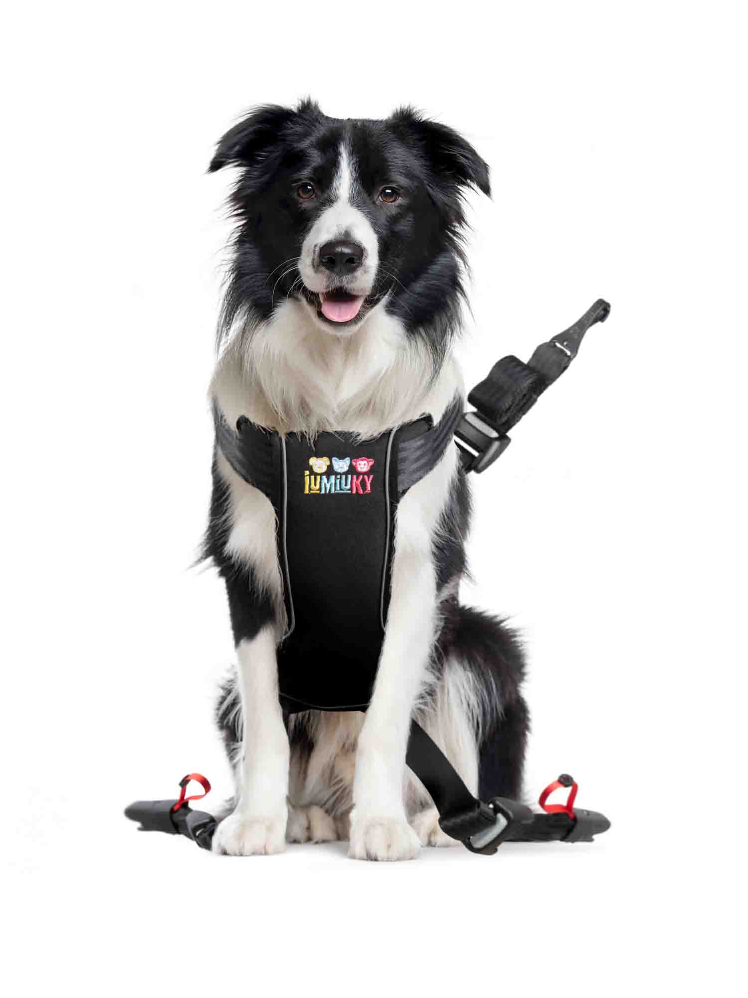 Arnés de viaje perro mediano | arnés con isofix y top tether