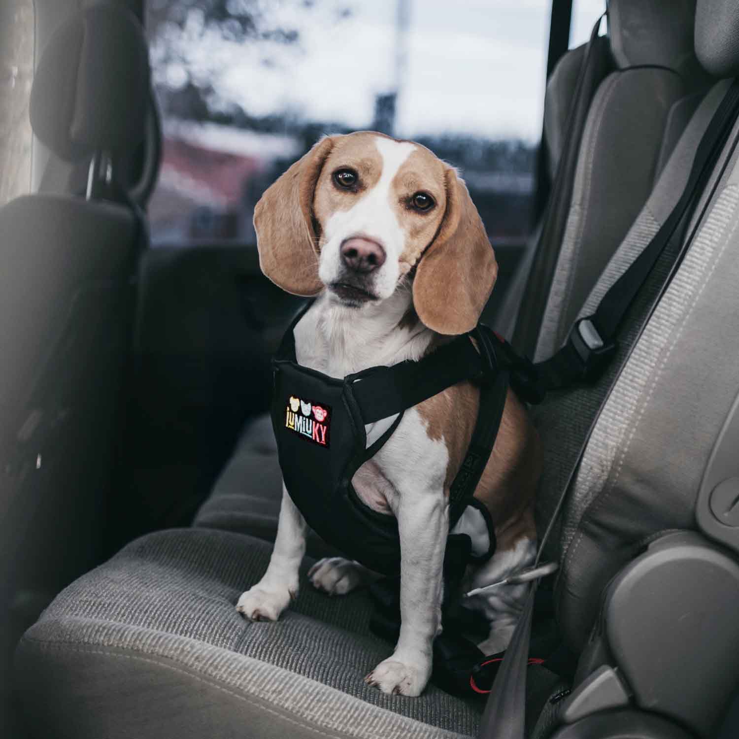 Perro con arnés de coche para perros pequeños Iumiuky Travel fix