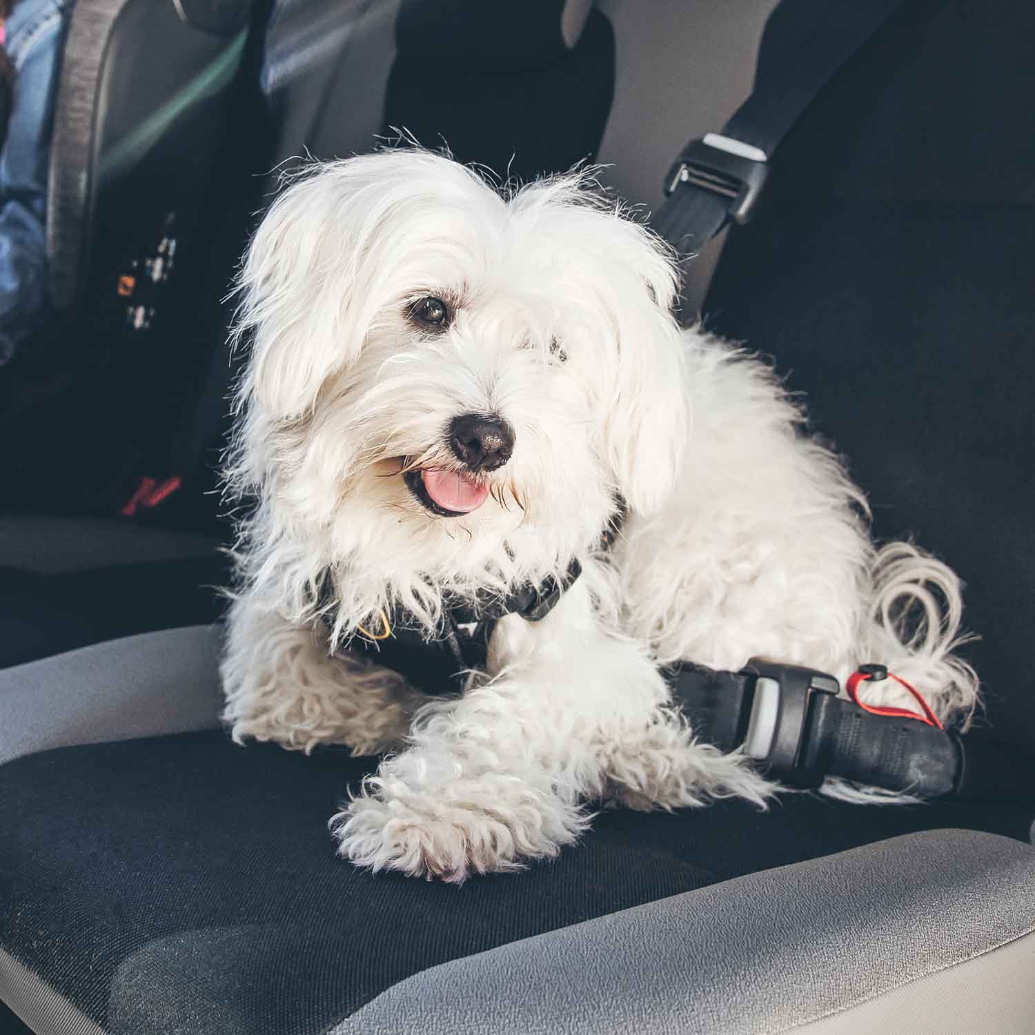 Perrito pequeño recostado en el asiento  del coche portando arnés de viaje Iumiuky Travel Fix | Seguridad para perros