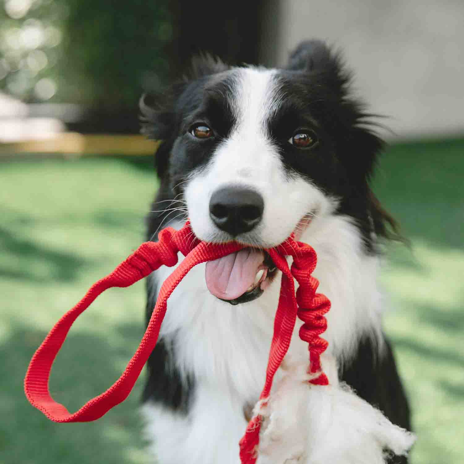 Retrato simpático de perro border collie
