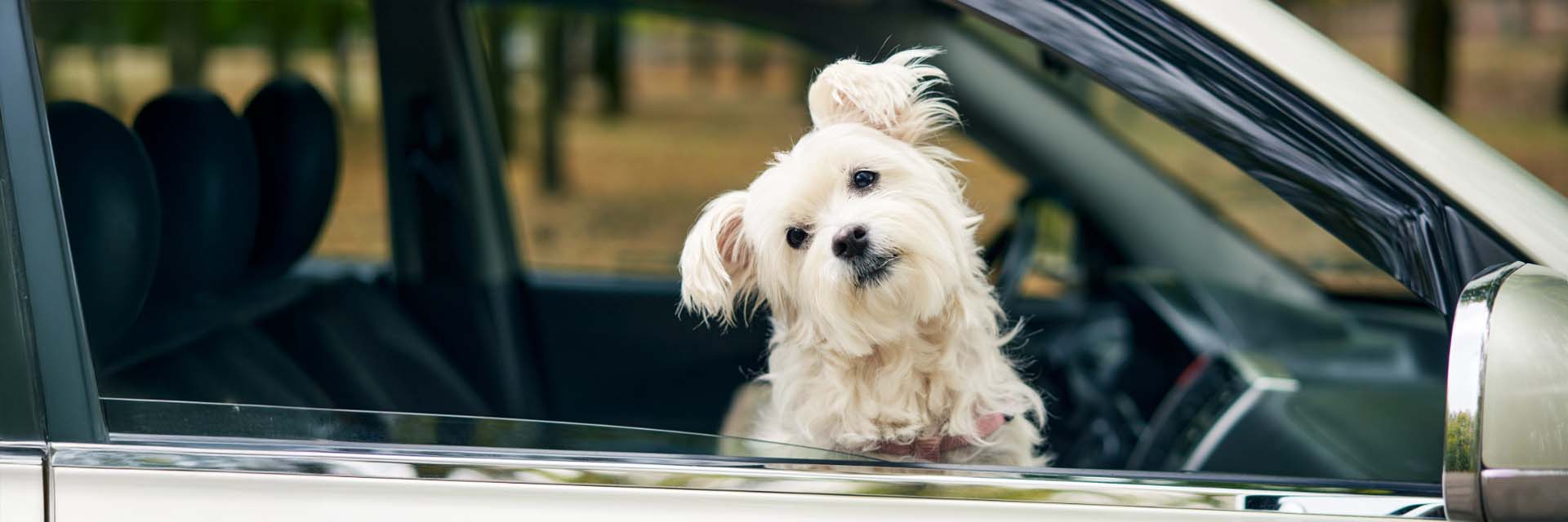 Perrito asomado por la ventana de un coche aparcado
